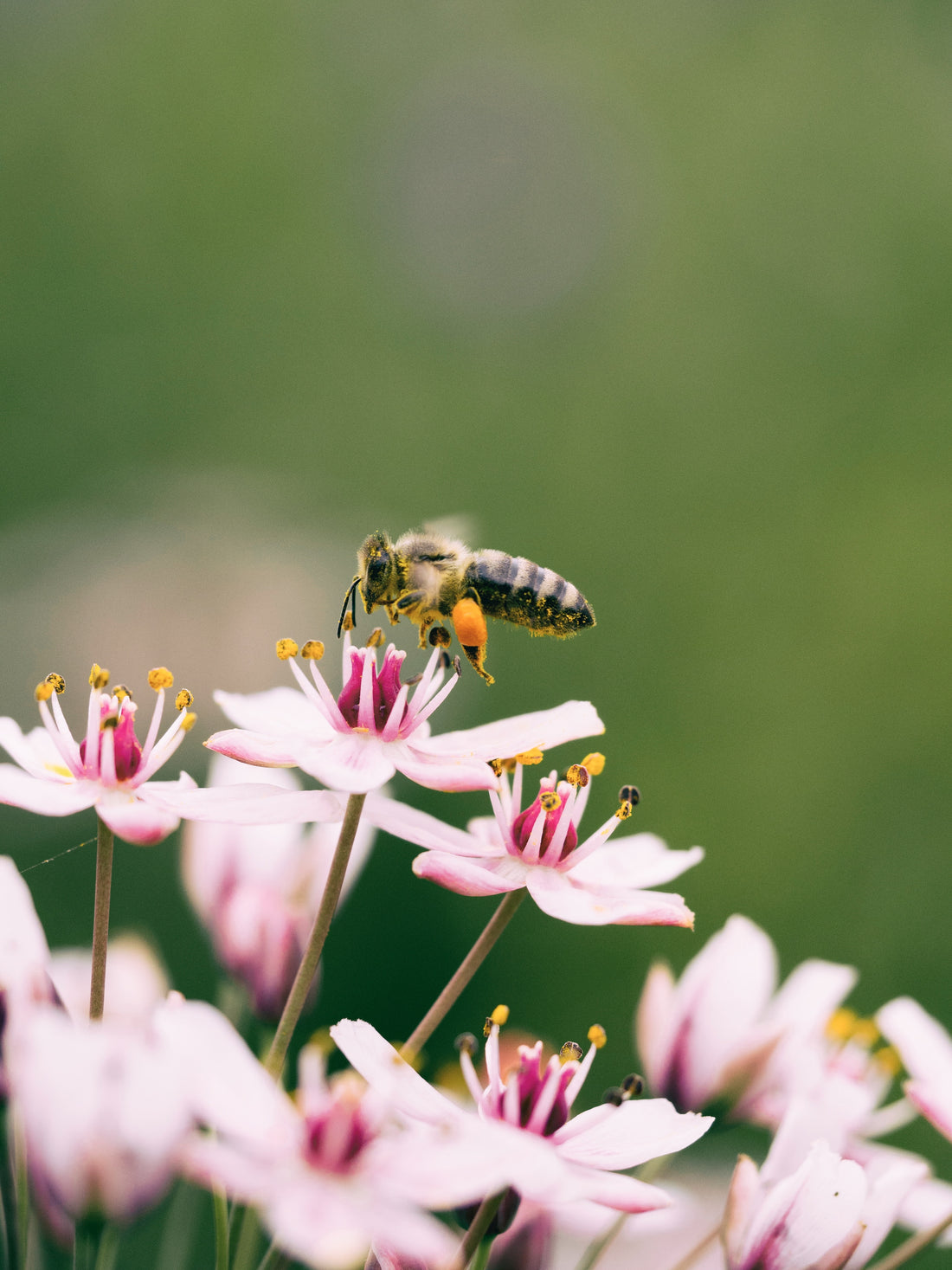 Especies con las que no podríamos sobrevivir
